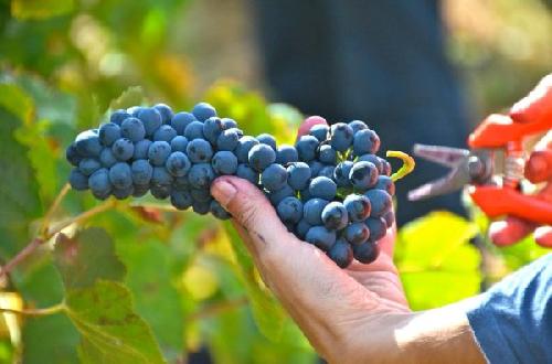 Slavnosti bur��ku na z�mku Chodov� Plan� - www.webtrziste.cz