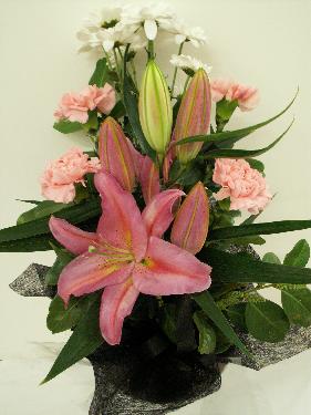 Omlouv�me se, ale obrazek nebyl dod�n